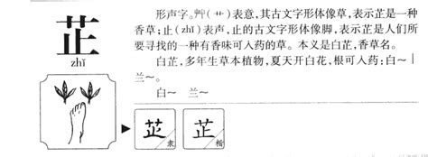 芷的五行|芷字五行属什么？